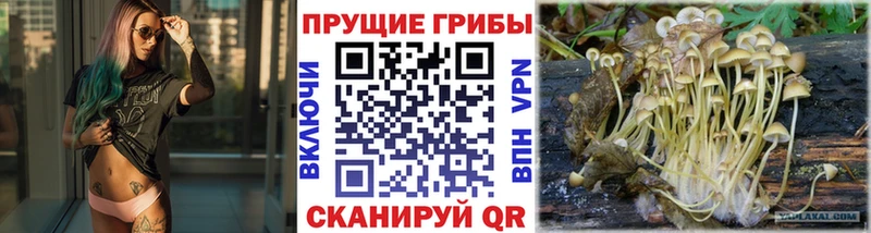 Псилоцибиновые грибы Psilocybine cubensis  shop как зайти  Медвежьегорск  ОМГ ОМГ рабочий сайт 
